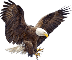 eagle3