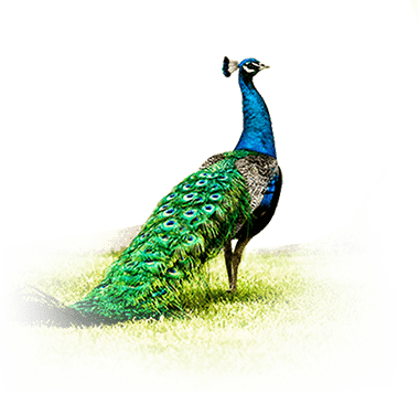peacock22